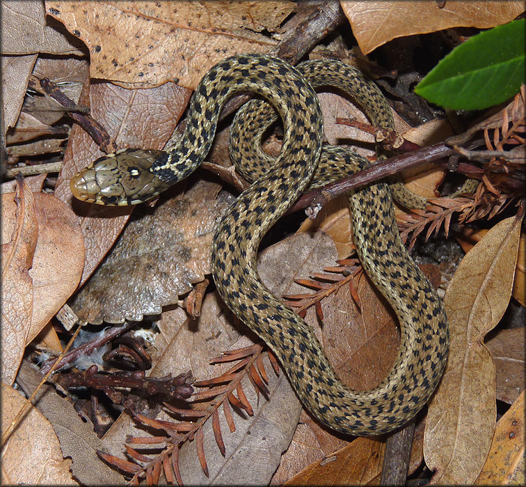 Juvenile Garter Snake